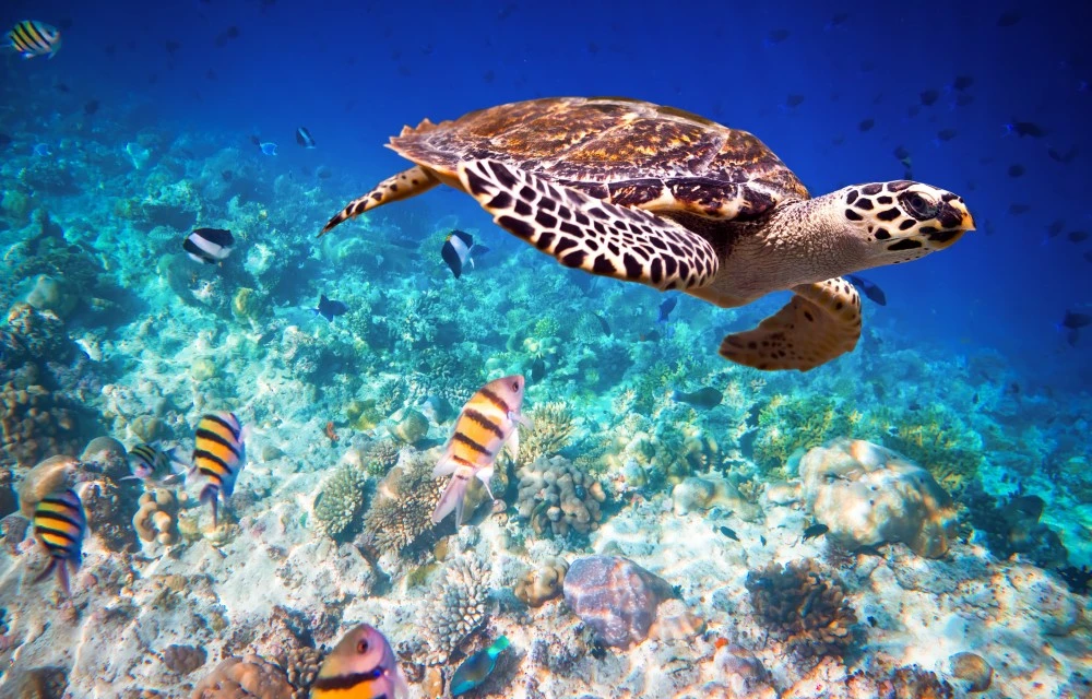 Mnarani Marine Turtles Conservation Pond